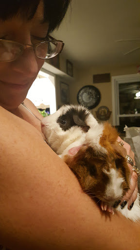 Pet Supply Store «Pet Supplies Plus», reviews and photos, 15311 Manchester Rd, Ballwin, MO 63011, USA