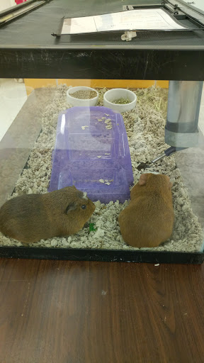 Pet Supply Store «Petco Animal Supplies», reviews and photos, 125 Lincoln Hwy, Exton, PA 19341, USA