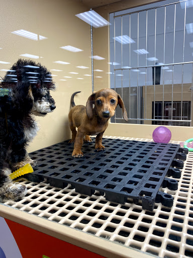 Pet Store «Petland Las Vegas», reviews and photos, 8800 W Charleston Blvd #3, Las Vegas, NV 89145, USA