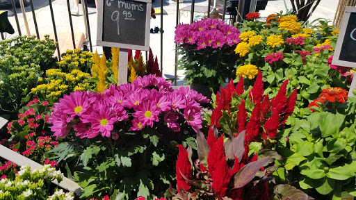 Florist «Plant Safari», reviews and photos, 653 N Central Ave, Upland, CA 91786, USA