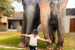 Elephant Fun Park | Elephant Sanctuary In Jaipur image