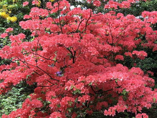 Botanical Garden «Rhododendron Species Botanical Garden», reviews and photos, 2525 S 336th St, Federal Way, WA 98003, USA