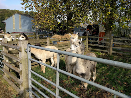 Bozedown Alpacas