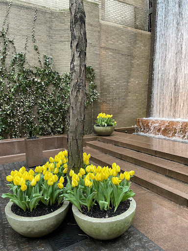 Park «Paley Park», reviews and photos, 3 E 53rd St, New York, NY 10022, USA