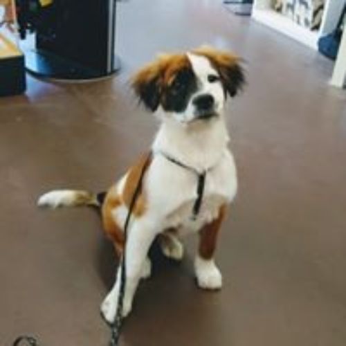 Pet Supply Store «3 Dogs and a Chick», reviews and photos, 130 Miracle Strip Pkwy SE, Fort Walton Beach, FL 32548, USA