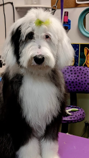Pet Groomer «A Klassy Lassie, LLC», reviews and photos, 30 Old Jackson Rd, McDonough, GA 30252, USA