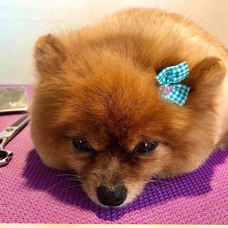Masami Dog Salon
