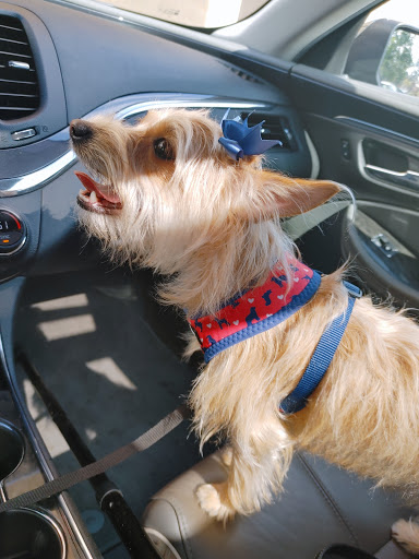 Pet Supply Store «PetSmart», reviews and photos, 11945 Central Ave, Chino, CA 91710, USA