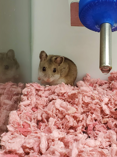 Pet Supply Store «Petco Animal Supplies», reviews and photos, 200 Center Blvd S, Christiana, DE 19702, USA