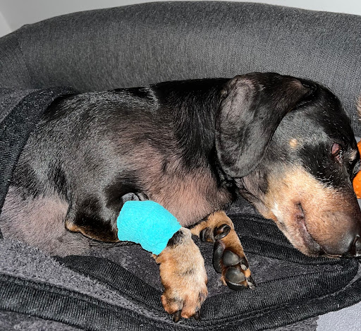 Kleintierpraxis Dr. med. vet. Sven Kühnert unter Burgstädt, 