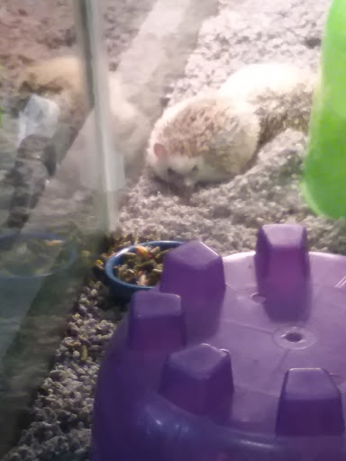 Pet Store «Specialty Pets», reviews and photos, 3 Bank St, Nitro, WV 25143, USA