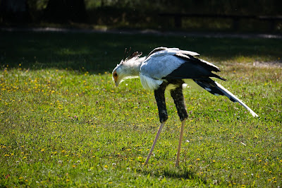 Forêt des Aigles à Sonchamp