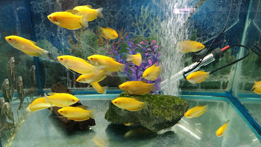 Tropical Fish Store «Rosemead Aquarium», reviews and photos, 9123 Valley Blvd, Rosemead, CA 91770, USA