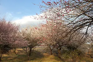 Kanumanishikigoi Park image