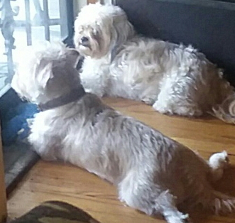 Pet Supply Store «Pet Supplies Plus», reviews and photos, 30450 Lakeshore Blvd, Willowick, OH 44095, USA