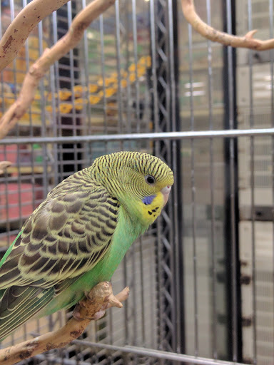 Pet Supply Store «PetSmart», reviews and photos, 21 Trader Ln, Williston, VT 05495, USA