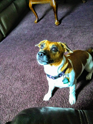 Pet Supply Store «Pet Supplies Plus», reviews and photos, 3120 NJ-35, Hazlet, NJ 07730, USA