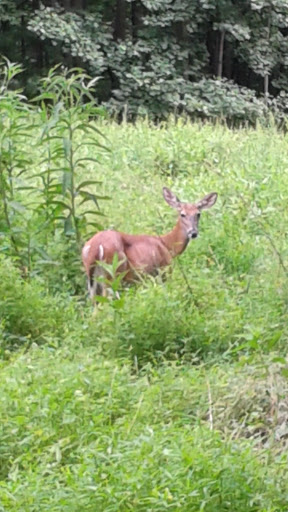 Nature Preserve «Woodend Sanctuary», reviews and photos, 8940 Jones Mill Rd, Chevy Chase, MD 20815, USA