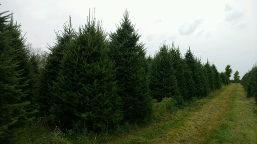 North Pole Xmas Trees