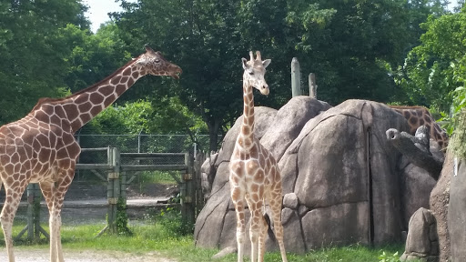 Zoo Knoxville Zoological Gardens Reviews And Photos 3500