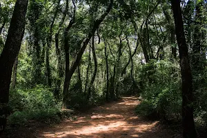 Horto Florestal de Bauru image