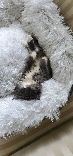 Pet Supply Store «Petco Animal Supplies», reviews and photos, 975 NW Gilman Blvd E, Issaquah, WA 98027, USA