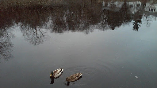 Nature Preserve «Dolan Pond Conservation Area», reviews and photos, Webster Park, West Newton, MA 02465, USA