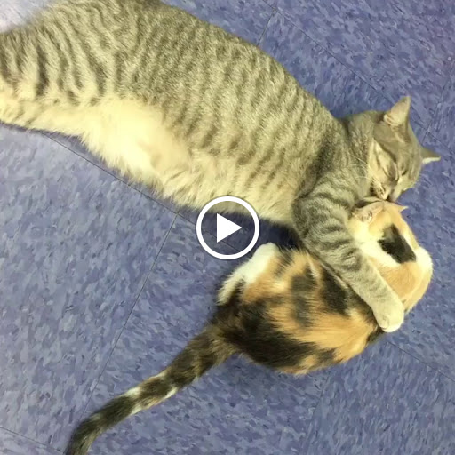 Thrift Store «Boomerangs Thrift Store», reviews and photos, 2365 Wilton Dr, Wilton Manors, FL 33305, USA