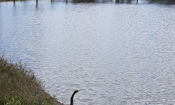 Wood Ibis Park