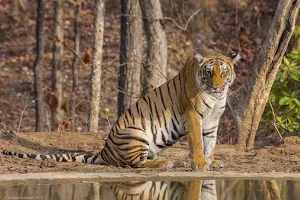 Pench National Park, MP image
