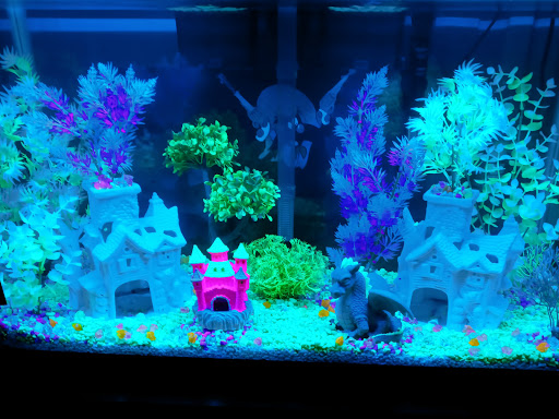 Pet Supply Store «Pet Supplies Plus», reviews and photos, 175 Memorial Ave, West Springfield, MA 01089, USA