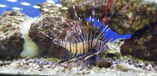 Pet Supply Store «Petco Animal Supplies», reviews and photos, 450 N Rte 17, Paramus, NJ 07652, USA