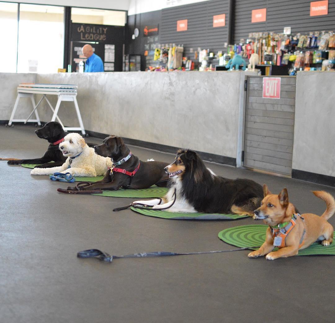 Zoom Room Dog Training