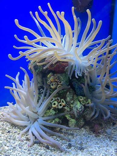 Pet Supply Store «Petco Animal Supplies», reviews and photos, 5700 100th St SW, Lakewood, WA 98499, USA