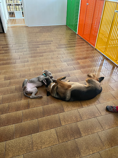 Pensioni per cani e dog hotel a Tiergarten - Asilo per cani & Cibo bio