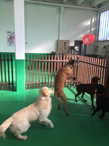 Pensioni per cani e dog hotel a Service for pets