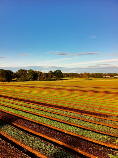 Produce Market «Blue Moon Acres», reviews and photos, 11 Willow Creek Dr, Pennington, NJ 08534, USA