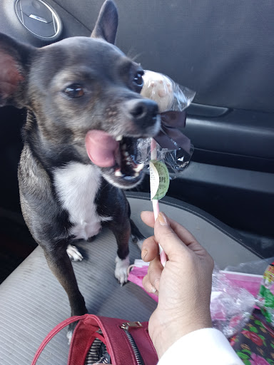 Pet Groomer «Pretty Paws Salon & Spa», reviews and photos, 604 S 77 Sunshine Strip, Harlingen, TX 78550, USA