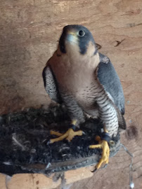 Falcon Chase Services - Photo 2 - Car repair in Upton, MA, Worcester