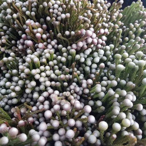 Florist «The JillTed Florist», reviews and photos, 1425 S Ft Harrison Ave, Clearwater, FL 33756, USA