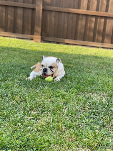 Pet Supply Store «Petland Dallas», reviews and photos, 11909 Preston Rd, Dallas, TX 75230, USA