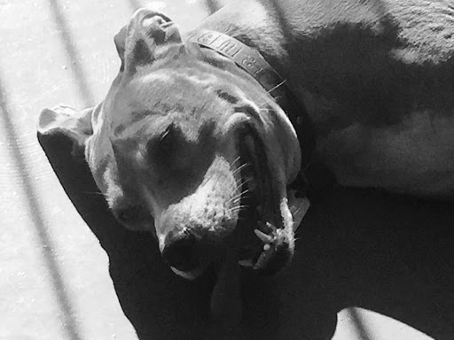 Custom T-shirt Store «DS Printing Co», reviews and photos, 325 Droste Rd, St Charles, MO 63301, USA