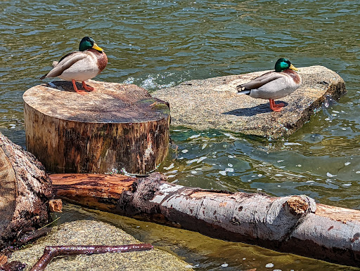 Water Park «Lake Gregory Regional Park», reviews and photos, 24171 Lake Dr, Crestline, CA 92325, USA