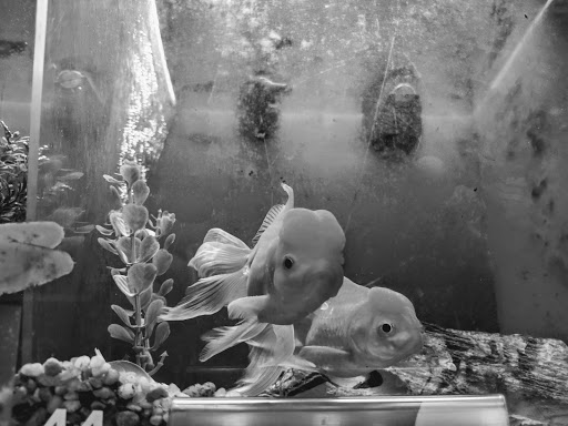 Pet Supply Store «PetSmart», reviews and photos, 1225 Industrial Rd, San Carlos, CA 94070, USA