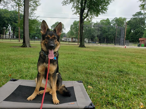 Ridgeside K9 Ohio Dog Training image 5