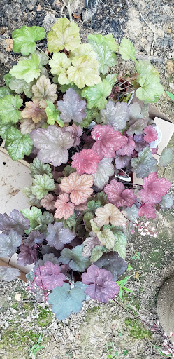 Hardware Store «Haynes Hardware Inc», reviews and photos, 1085 Morningside Dr, Conway, AR 72034, USA