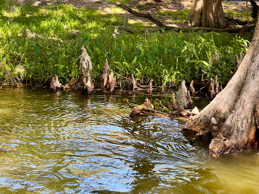 Tourist Attraction «Premier Boat Tours», reviews and photos, 100 Alexander St, Mt Dora, FL 32757, USA