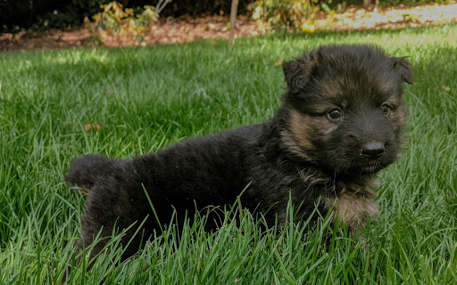 CB Kennel German Shepherds