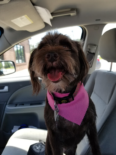 Pet Boarding Service «Pet Palace», reviews and photos, 2803 Trough Springs Rd, Clarksville, TN 37043, USA