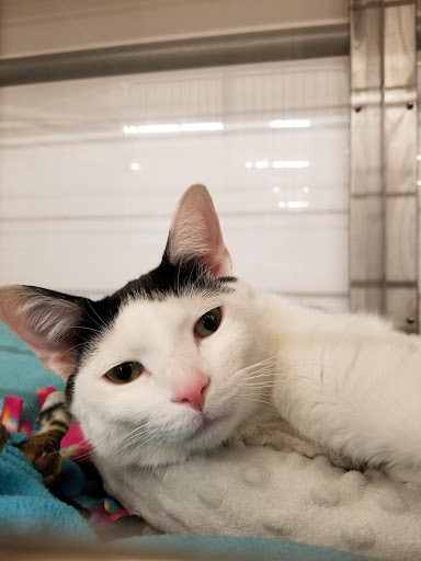 Pet Supply Store «PetSmart», reviews and photos, 11200 Prairie Lakes Dr, Eden Prairie, MN 55344, USA